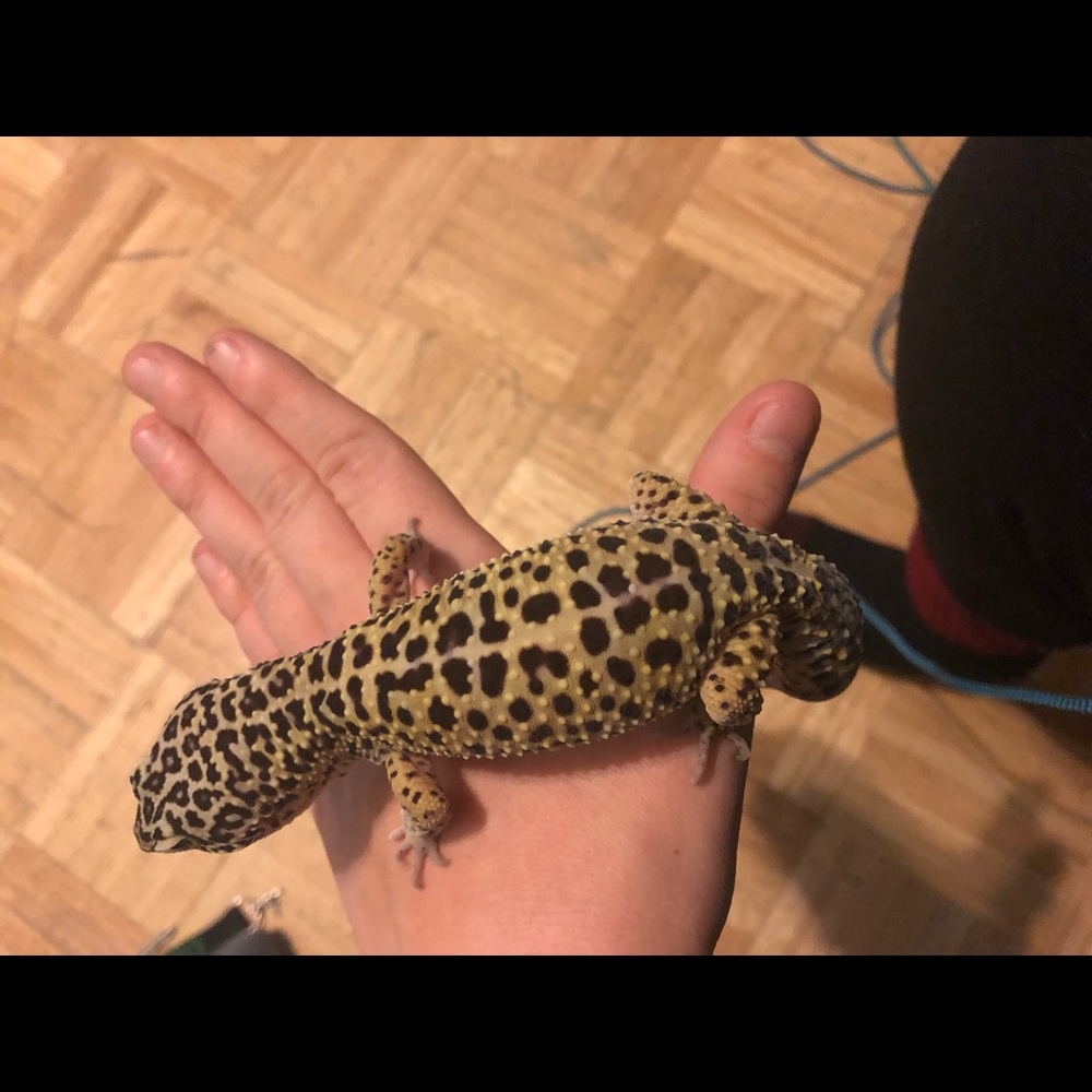 Meet your Posher, Sophia